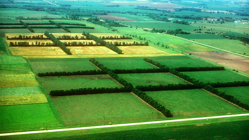 <p>Which soil conservation technique is used in the picture</p>