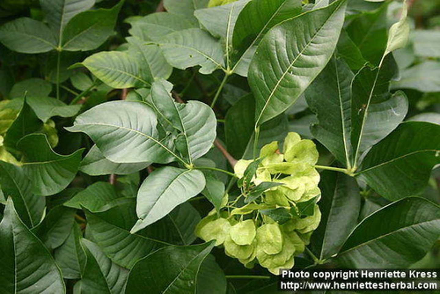<p>Rutaceae Ptelea trifoliata</p>