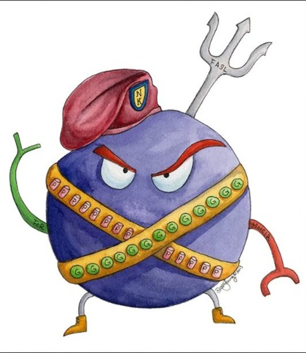 <p>A type of lymphocyte found in the blood/lymph nodes/spleen --> they kill cancer cells and cells infected with viruses</p>