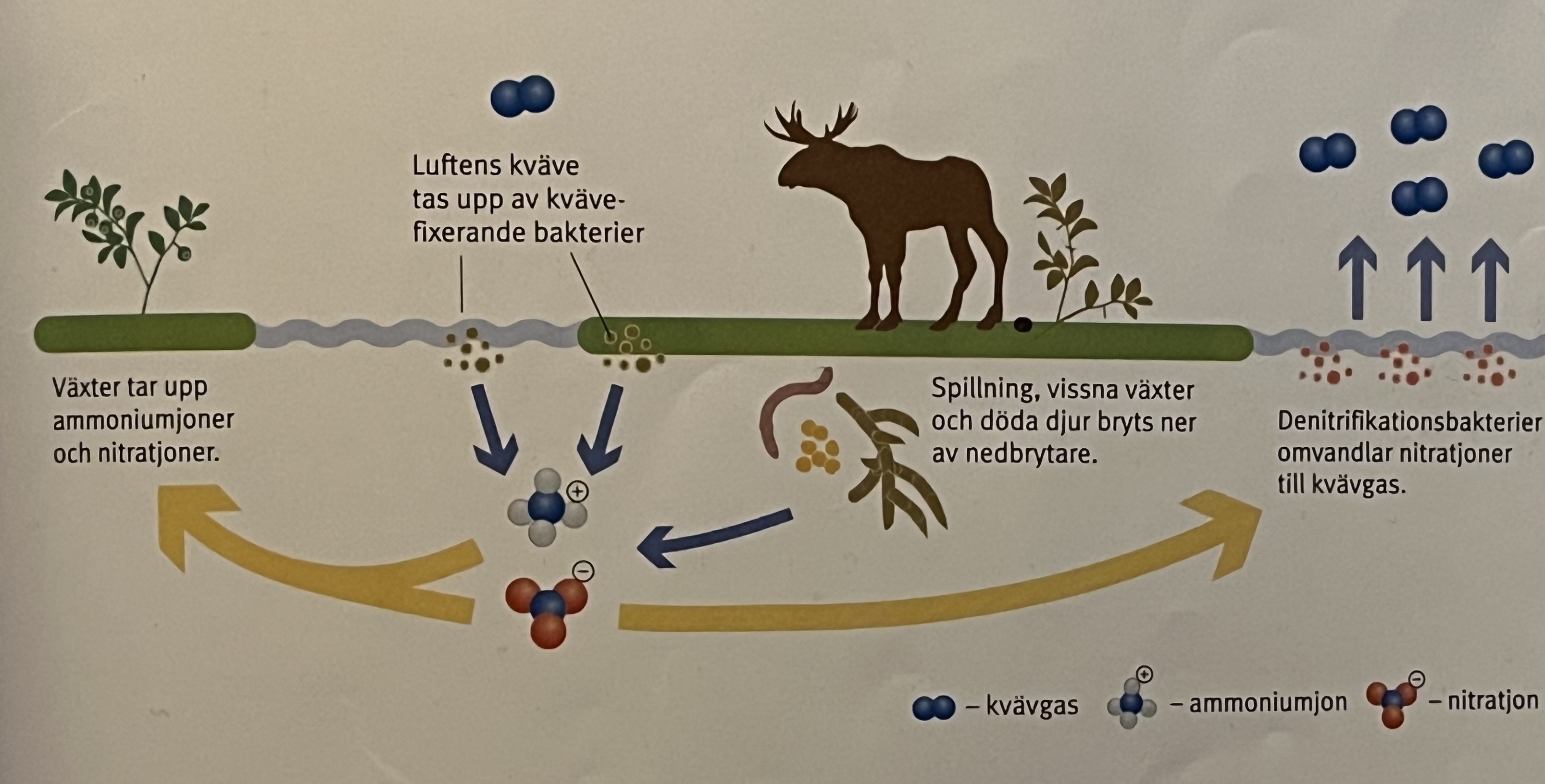 <p style="text-align: start">Kvävegas reagerar med kvävefixerande bakterier som bygger in det i molekyler. När växter och djur (djurens spillning!) dör gör nedbrytare så att de omvandlas till ammoniumjoner. Kväveoxider kan reagera med vatten och bli till nitratjoner.<br>Växter kan ta upp ammoniumjoner och nitrat joner, som sedan kan ätas av djur.<br>Denitrifikationsbakterier omvandlar nitratjonerna till kvävegas<br></p>