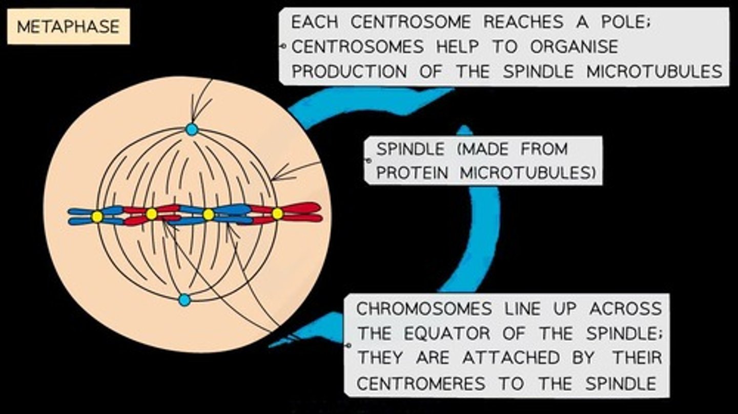 <p>Chromosomes line up at the equator of the spindle, and spindle fibers attach to the centromeres.</p>