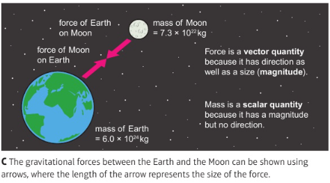 <p>e.g. gravitational forces between 2 objects with mass:</p><ul><li><p>can be represented as vectors (arrows showing direction &amp; magnitude)</p></li><li><p>these 2 forces = action-reaction forces</p></li></ul><p></p>