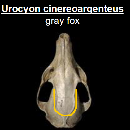 <p>Urocyon cinereoargenteus</p>