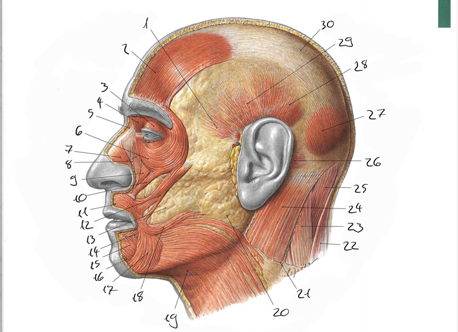 <p>4</p>