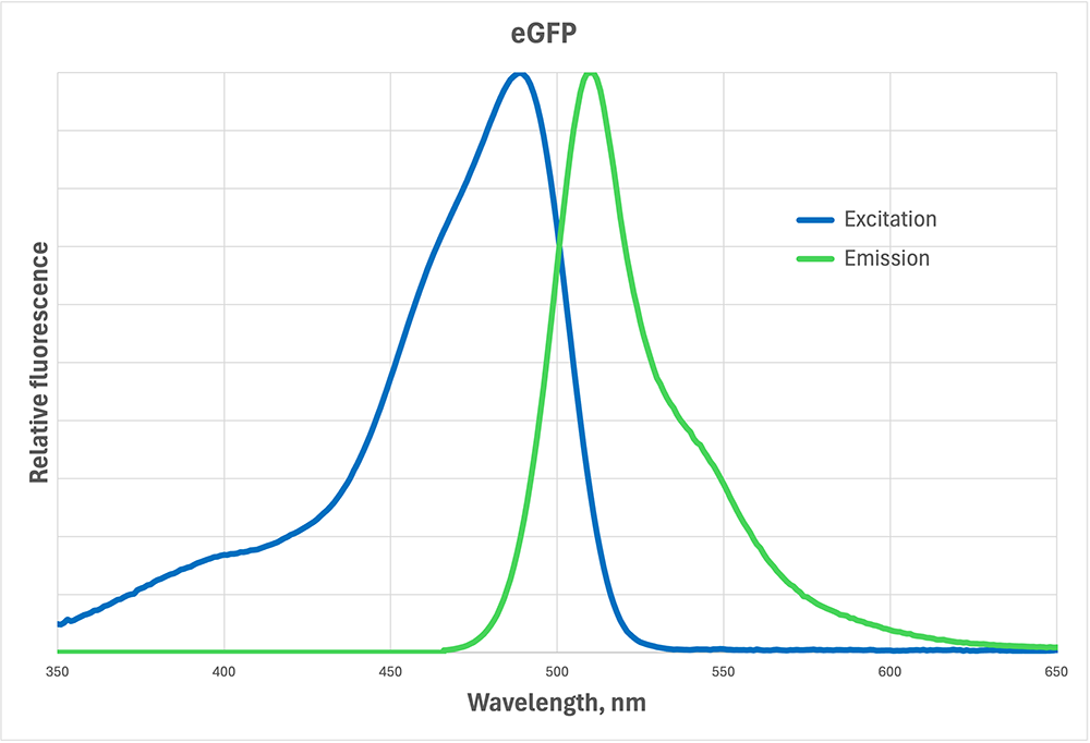 <p>You are setting up an experiment and you need to stain peroxisomes with fluorescent dye BODIPY. Below is the excitation/emission spectrum of BODIPY (it is the same as eGFP). Of the following, which fluorescent cube should you use to image the peroxisomes?</p>