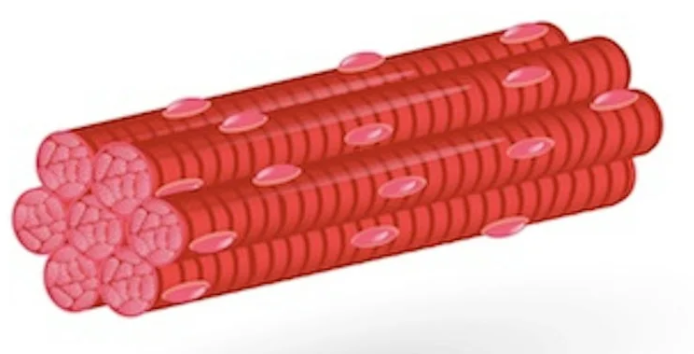 <p><span>Skeletal (striated) cells are </span><strong>responsible for practically all movements that are under voluntary control</strong><span>. These cells can be very large and are often referred to as muscle fibers because of their highly elongated shape. Skeletal muscle fibers are multinucleated and have a striated appearance due to the arrangement of actin and myosin filaments, allowing for coordinated contraction. </span></p>