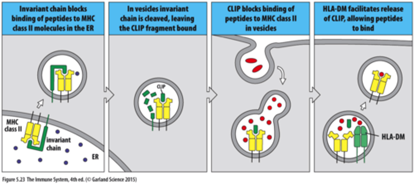 <p>The invariant chain prevents peptides from binding to MHC class II until the complexes reaches the site of extracellular protein degradation</p><p>MHC II is made on ER. Invariant chain prevents binding of self-peptides to MHC II in ER (if no invarient MHC is degraded in ER) then leaves the ER as a vesicle</p><p>Invariant chain is cleaved leaving a bound fragment CLIP</p><p>CLIP blocks binding of peptides to MHC II in vesicles</p><p>HLA-DM removal of CLIP and loading of a peptide that binds with sufficient affinity. vesicle goes to cell surface</p>