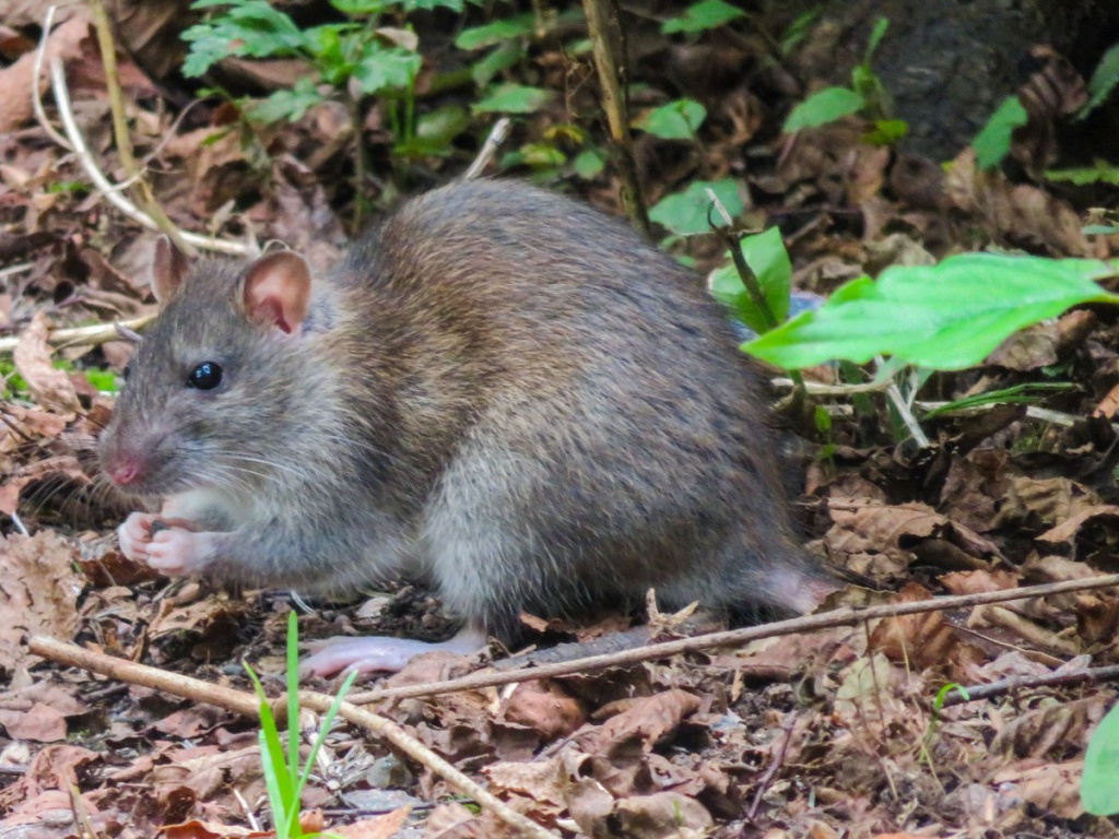 <p>Brown rat</p>