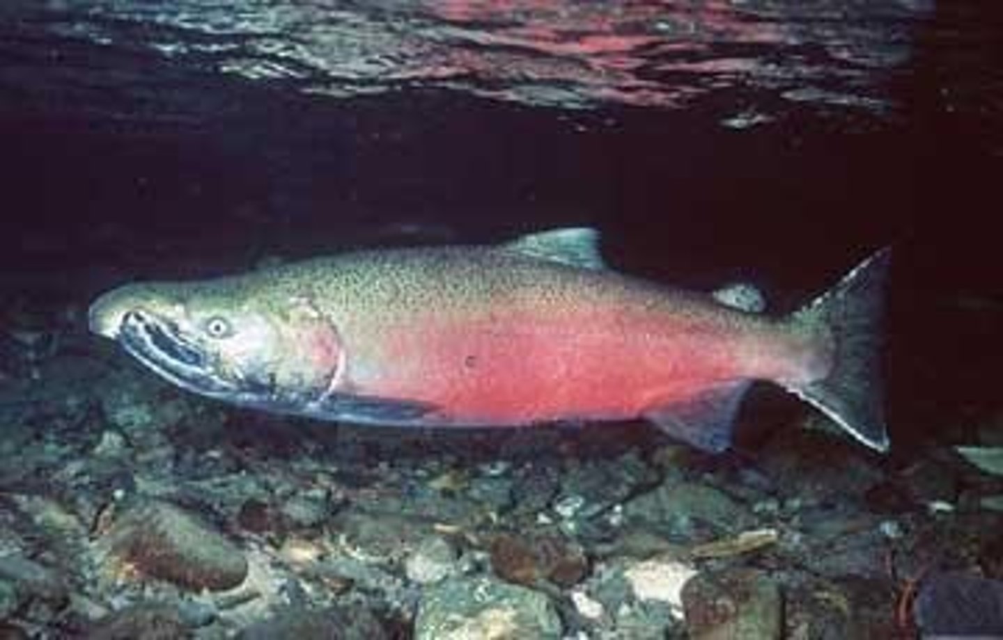 <p>Pacific salmon imprint on the odor of their natal stream during the smoltification period, shortly after their olfactory neuronal networks are established.</p>