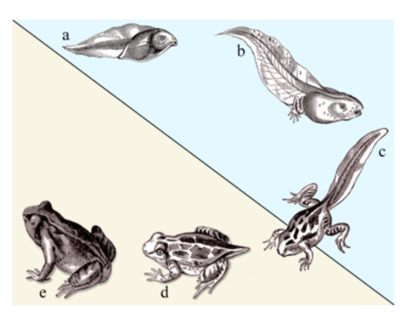 <p>Examples include a tadpole becoming a frog or a fetus becoming an adult</p>