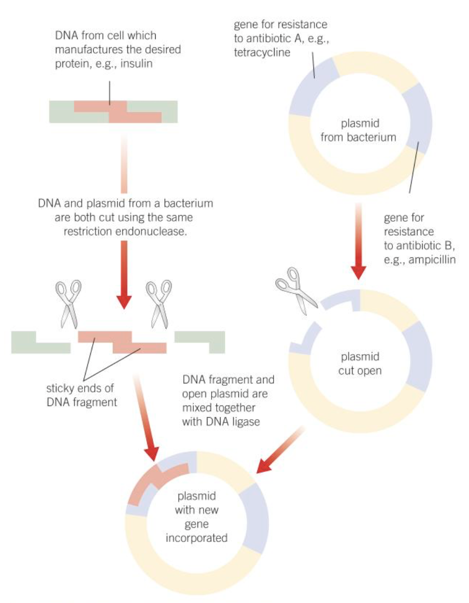 knowt flashcard image