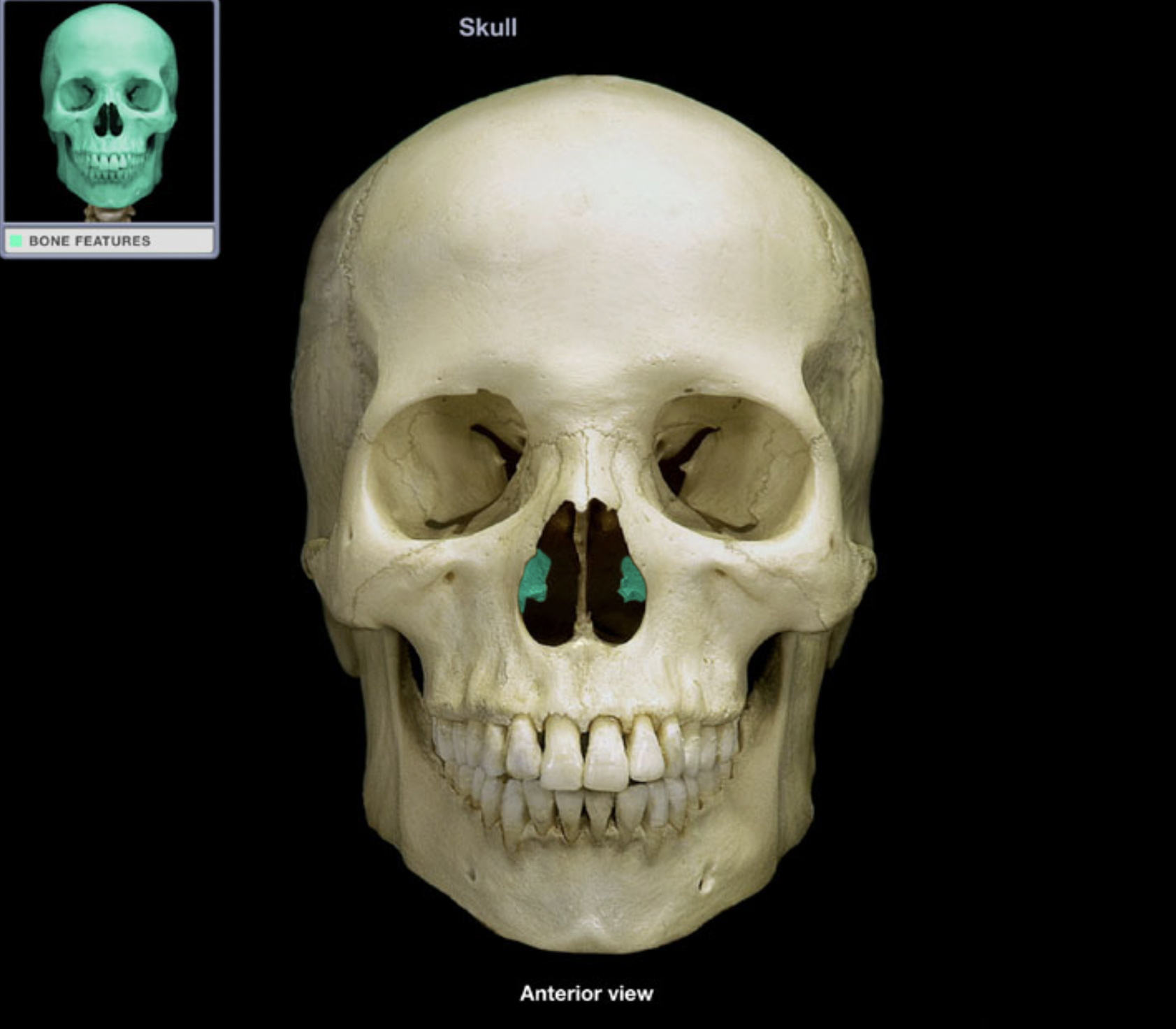 knowt flashcard image