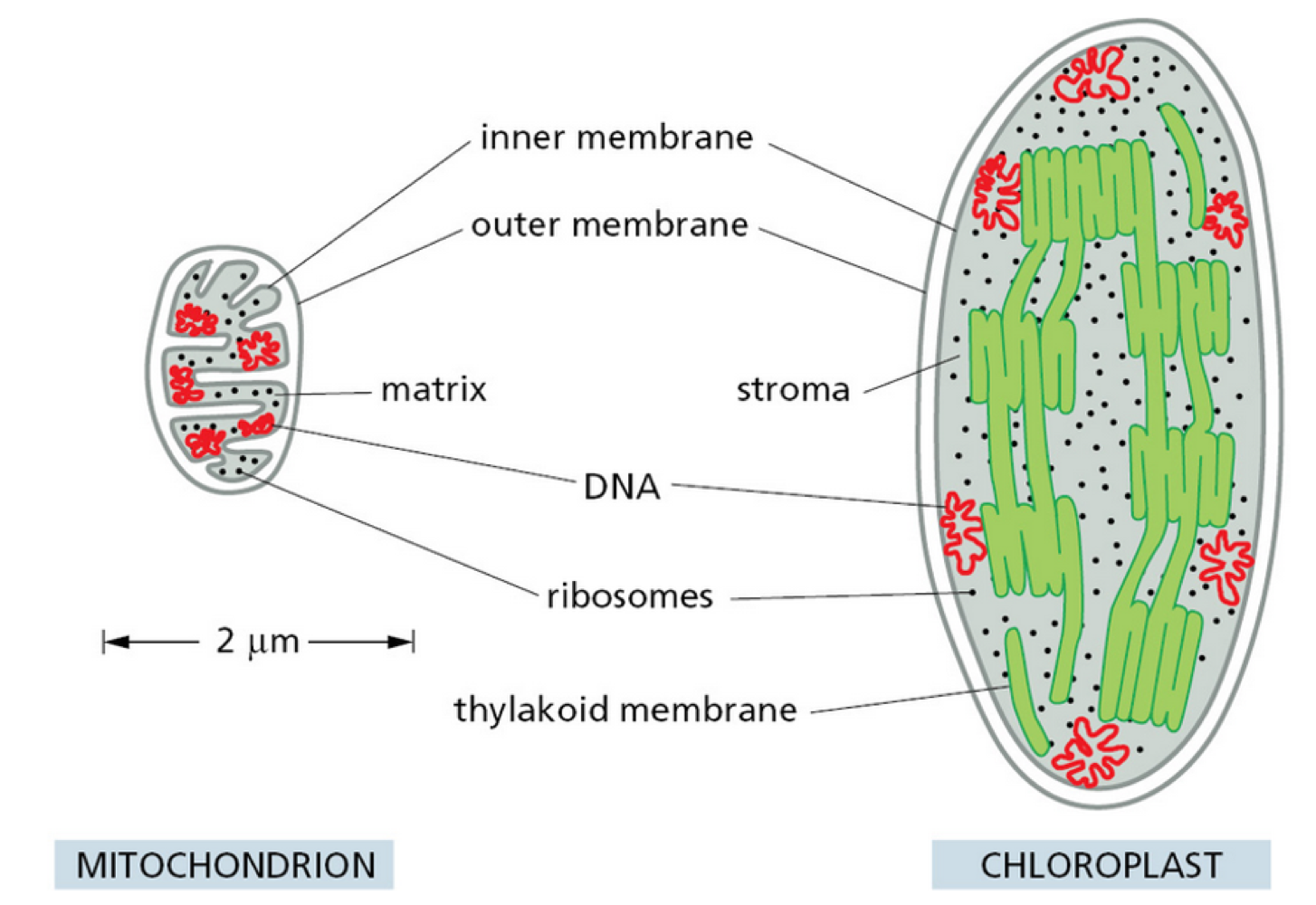 <p>chloroplast generally larger than mitochondria</p><p>similar structures:</p><ul><li><p>double membrane</p></li><li><p>highly permeable outer membrane</p></li><li><p>tight intermembrane space</p></li></ul><p>chloroplast have extra structure = thylakoid</p>