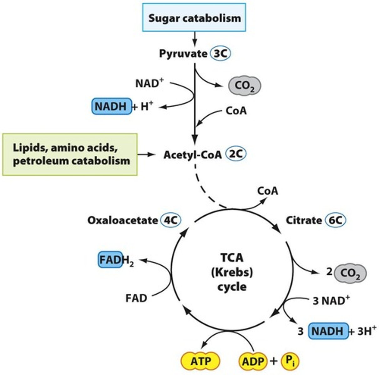 <p>Tricarboxylic acid cycle for energy release.</p>