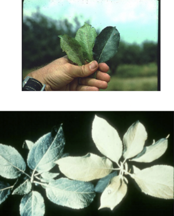 What insect causes this injury?