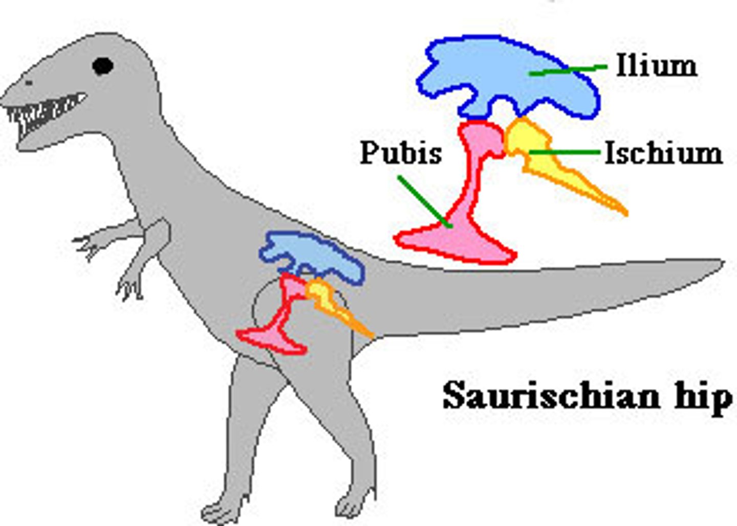 <p>These are "lizard-hipped" dinosaurs</p><p>-pelvis w/ ilium, ischium, and pubis</p><p>-grasping hand</p><p>-asymmetrical fingers</p><p>-mobile neck</p><p>-sauropods and theropods</p><p>-birds are derived from this group</p>