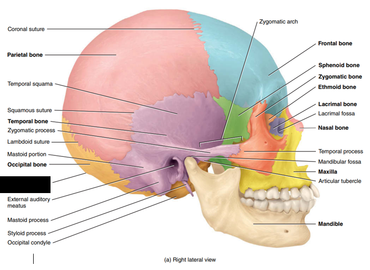 <p>State and identify what part of the cranial bone is being pointed out and censored. (hint: protuberance)</p>