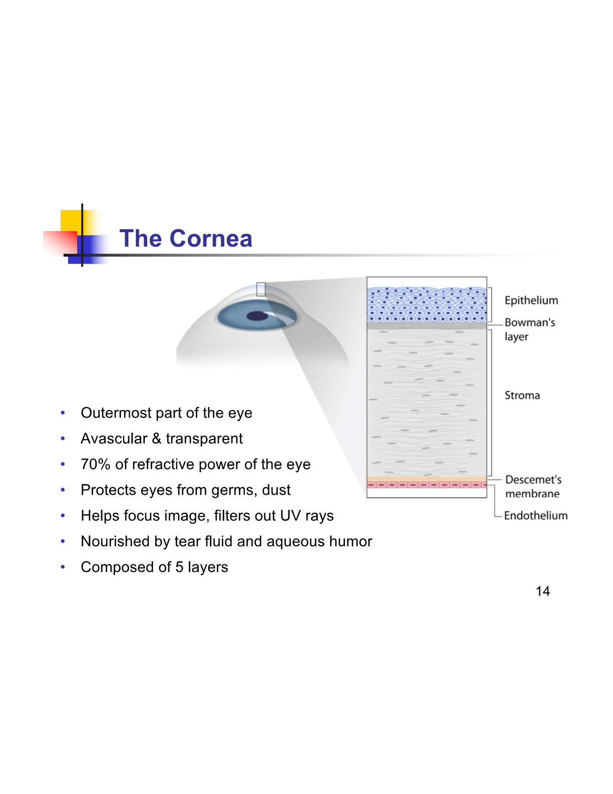 <p>Drug needs to be hydrophobic to get through epithelium but bowmans is hydrophilic so often use pro drugs </p>