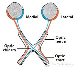 <p>bundle of nerve fibers that carries visual information from the optic chiasma to the brain</p>