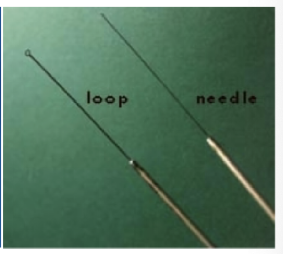 <ul><li><p>inoculating loop</p></li><li><p>inoculating needle</p></li></ul><p></p>