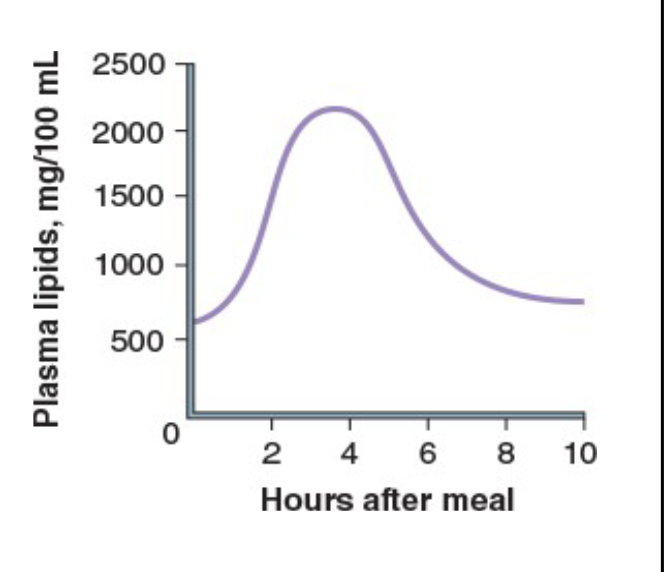 <ul><li><p>Rises within 2 hours of a meal</p></li><li><p>peaks in 4–6 hours</p></li><li><p>Drops rapidly to a normal level</p></li></ul><p></p>