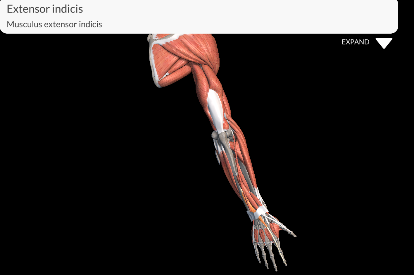 <p>Extensor Indicis Muscle</p>