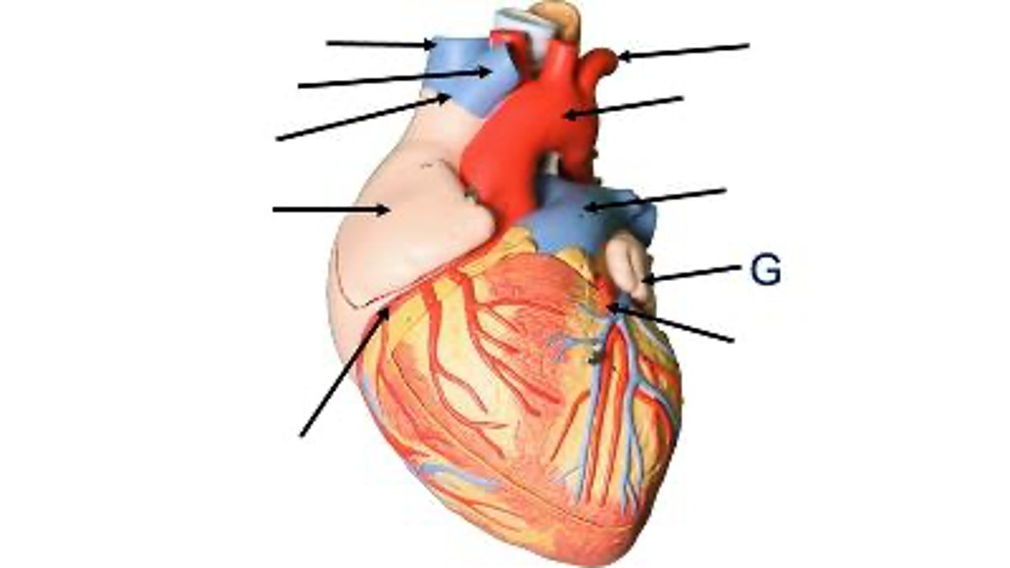 <p>What is this?</p>