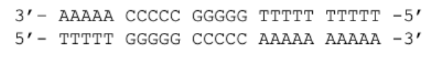 <p>If the top strand is the template strand, what will be the RNA product after the transcription of<br>the following DNA?</p>