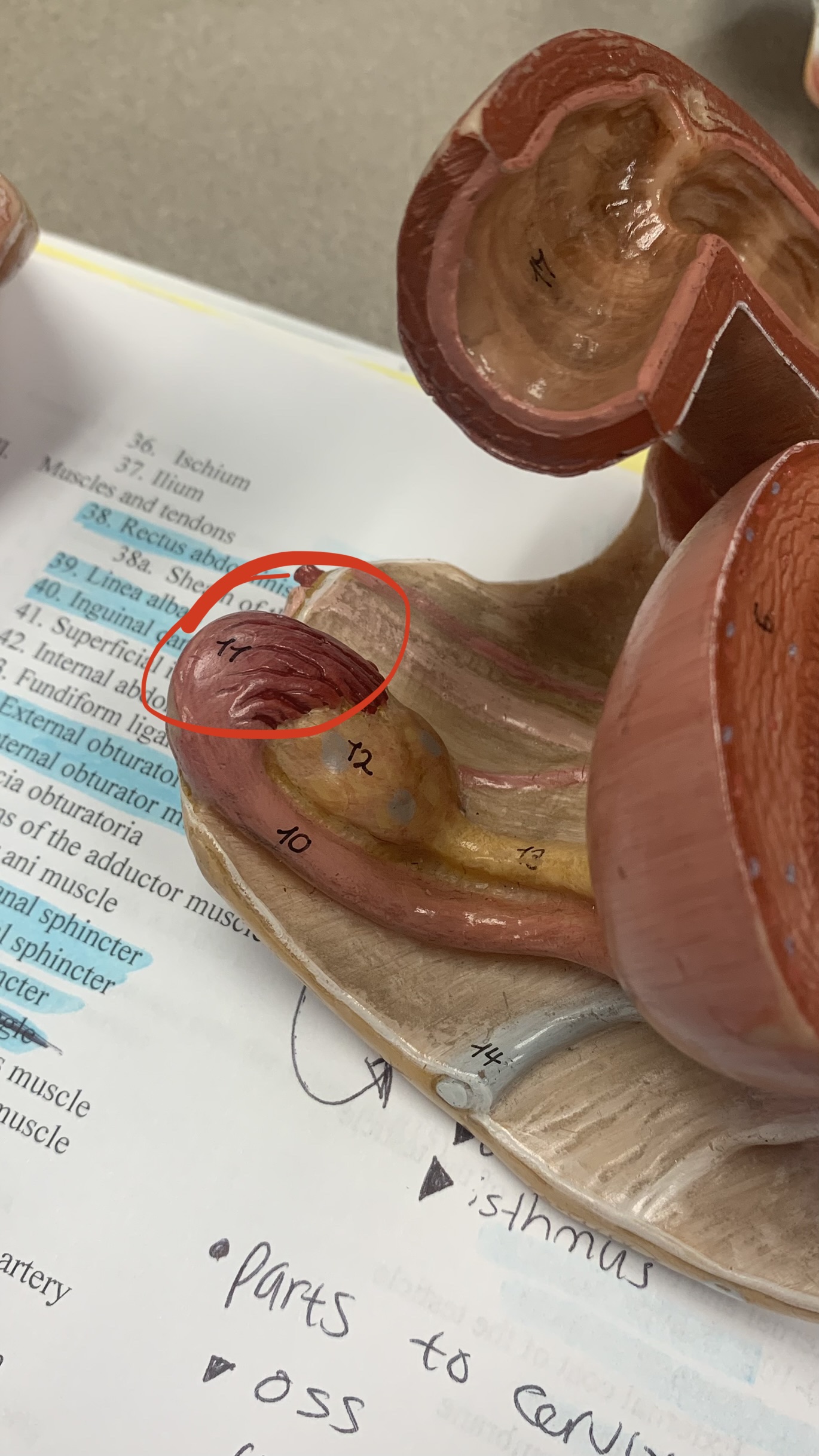 knowt flashcard image
