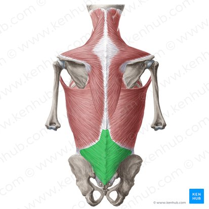 <p>*posterior</p>