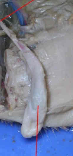 <p>Identify this structure</p>
