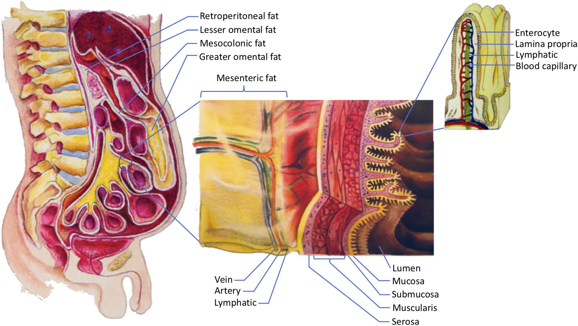 <p>fat</p>