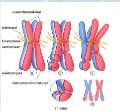 <ul><li><p>paring homologe chromosomen</p></li><li><p>chiasma: uitwisseling DNA = recombinatie</p><ul><li><p>variatie (B)</p></li></ul></li><li><p>vorming van gameten</p></li><li><p>geslachtelijke voortplanting</p></li></ul><p></p>