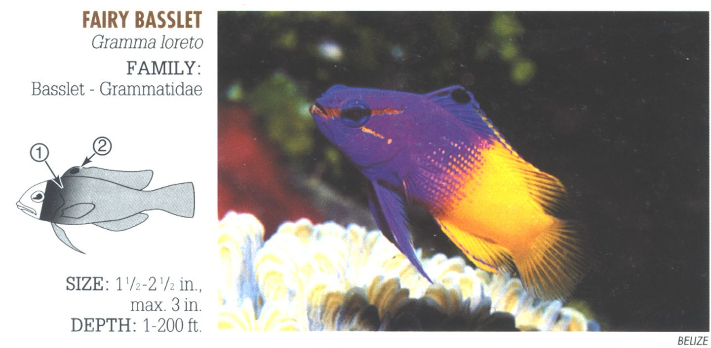 <p><span>1. Bicolored—purple to violet front and yellow to gold rear. 2. Dark spot on dorsal fin.</span></p>