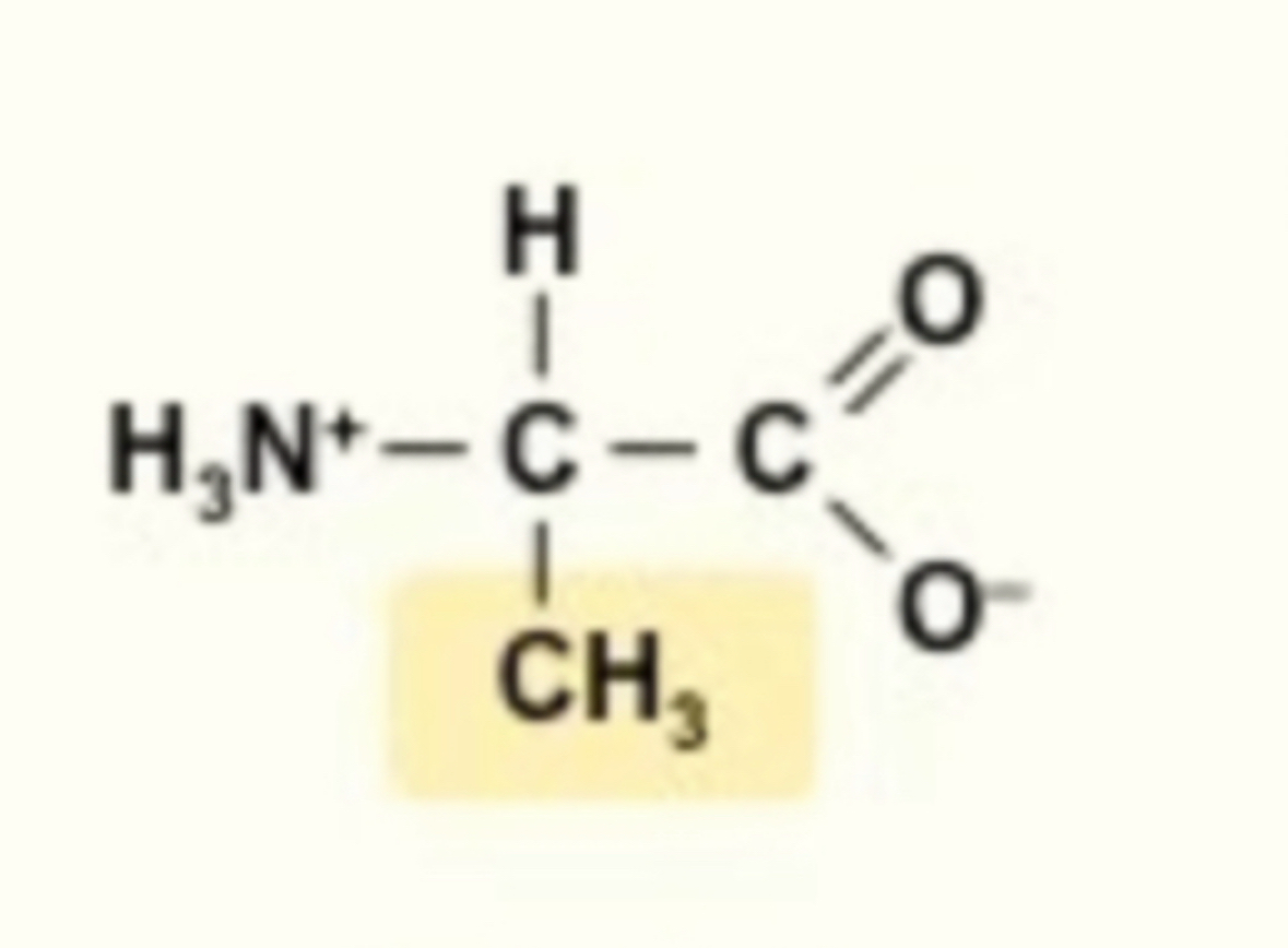 <ul><li><p><strong>CH3</strong></p></li></ul>