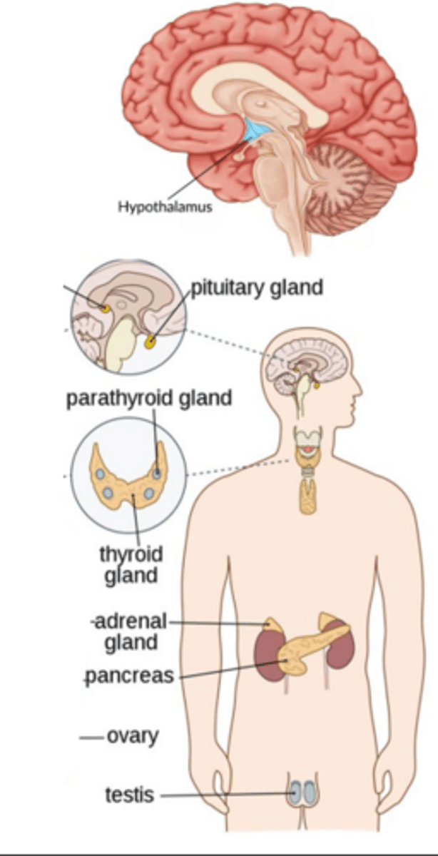 <p>located in brain, control other glands, manage growth/water retention/pain, pituitary gland produces hormones involved in many different processes</p>