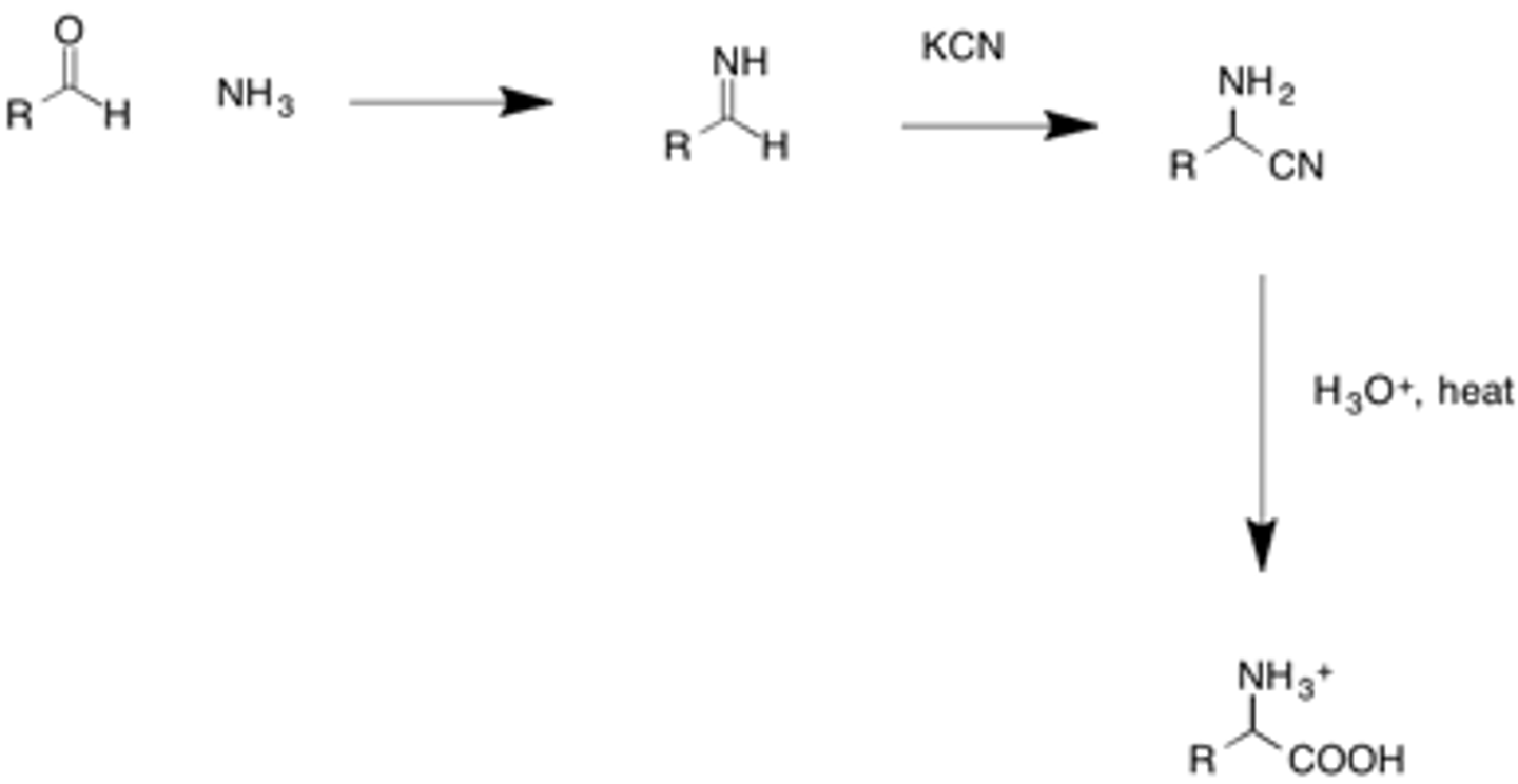 <p>1. imine formation from aldehyde and NH4Cl</p><p>2. nucleophilic addition by KCN</p><p>3. convert to carboxylic acid with acid</p><p>nonstereoselective!</p><p>simpler than gabriel synthesis</p>