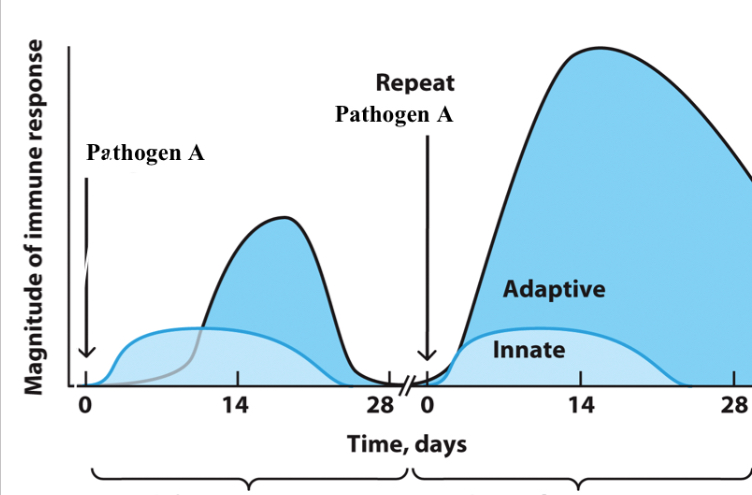 <p>Imitated upon first exposure to an antigen</p>