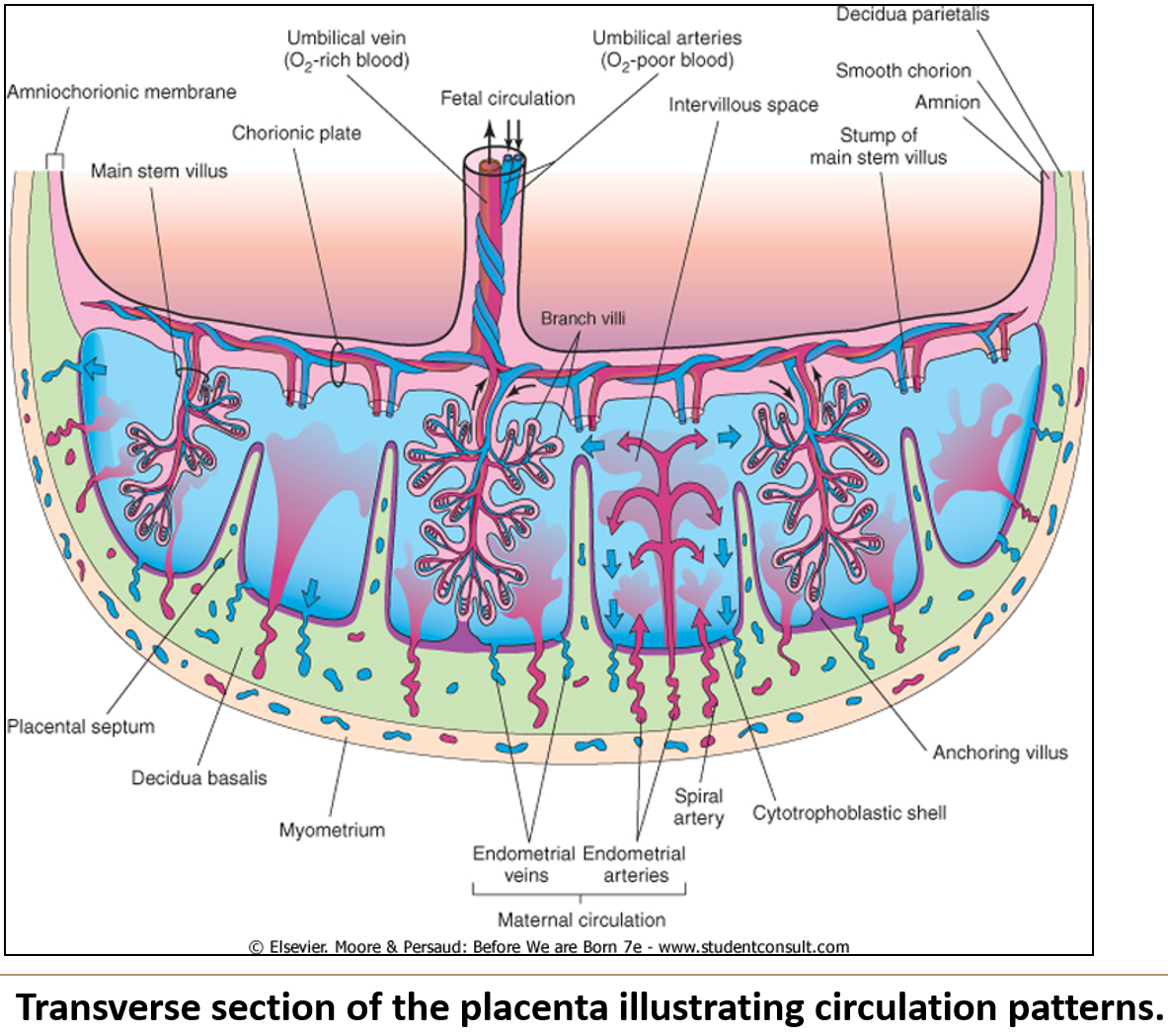 <ol><li><p><strong>Low-oxygen blood</strong> enters the placenta through <strong>umbilical arteries</strong> into the <strong>chorionic plate</strong>.</p></li><li><p>These arteries exit the plate and branch into <strong>capillaries of cotyledons</strong>.</p></li><li><p><strong>Oxygen-rich, nutrient-rich blood</strong> then exits the placenta to the fetus via the <strong>umbilical vein</strong>.</p></li></ol><p></p>