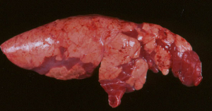 <p>There is fibrinous to mucopurulent exudate in nasal passages, trachea, bronchi, and bronchioles, and sharply demarcated dark-red to purple firm foci of consolidation in apical and cardiac lobes of the lung along with interlobular edema.</p>