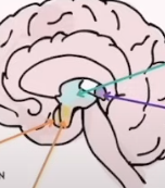 <p>Endocrine System in Brain - Overview</p>