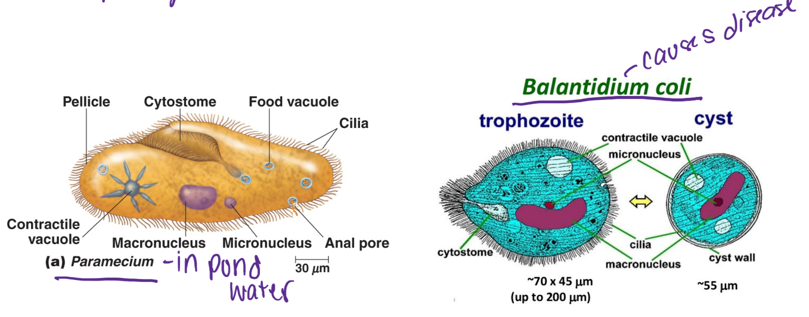 Use cilia as locomotion

\-non-pathogenic