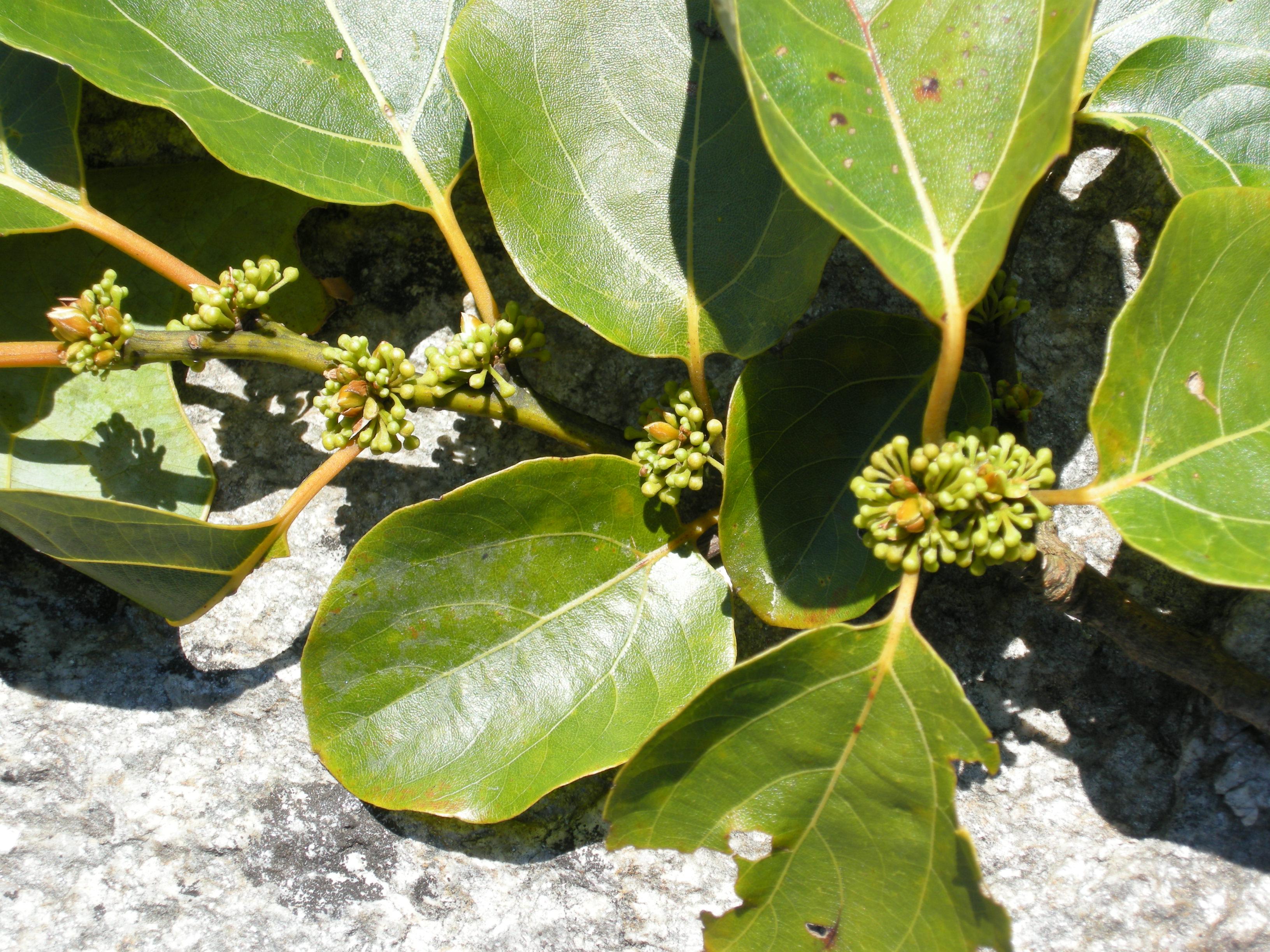 <p>What are the identifying features of the Lauraceae family?</p>