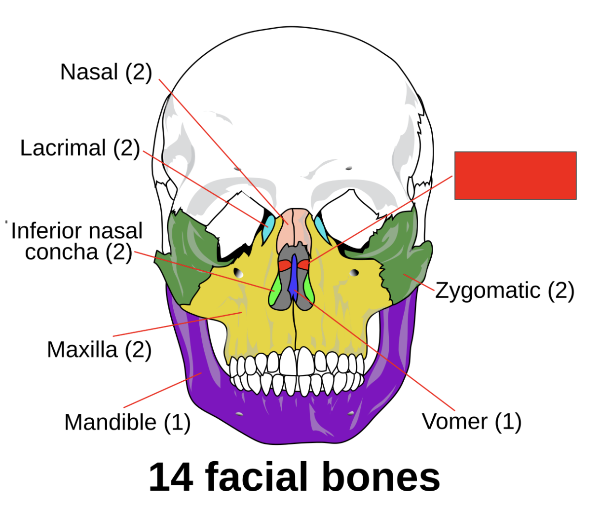 <p>Name the covered bone</p>
