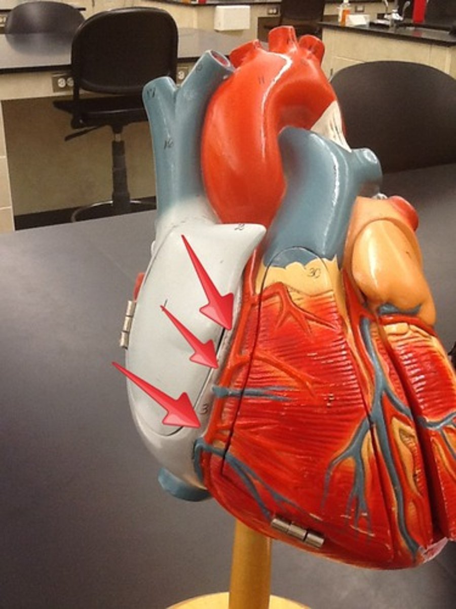 <p>Description: Arises from the ascending aorta and passes between the pulmonary trunk and right auricle</p><p>Relationship: Lies in the coronary sulcus</p>