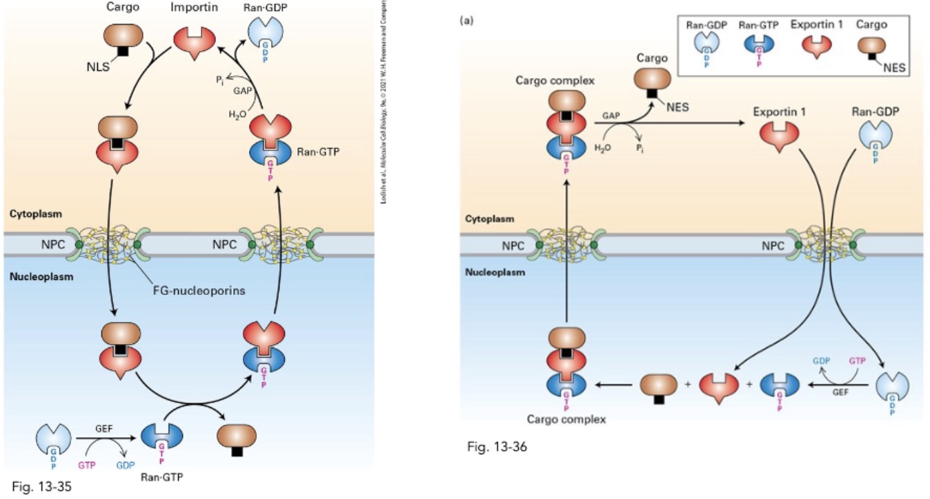 <p>what is the 1 difference between the nuclear import and export pathway?</p>