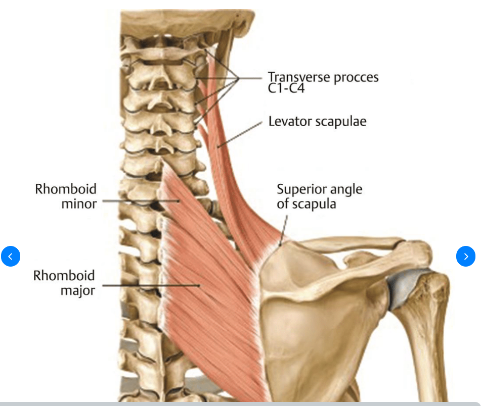 <p>Rhomboids (major + minor)</p>