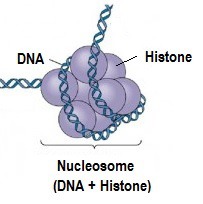 Globular structures that have a core of eight histone proteins with DNA wrapped around. Nucleosomes help to regulate transcription
