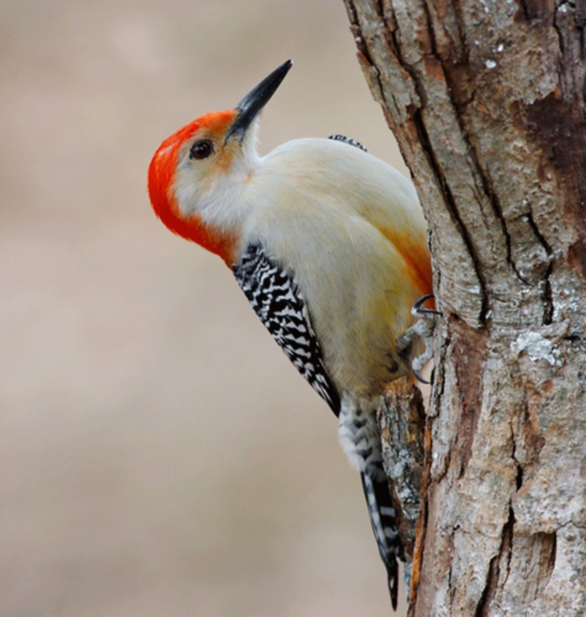 <p>Melanerpes carolinus</p>