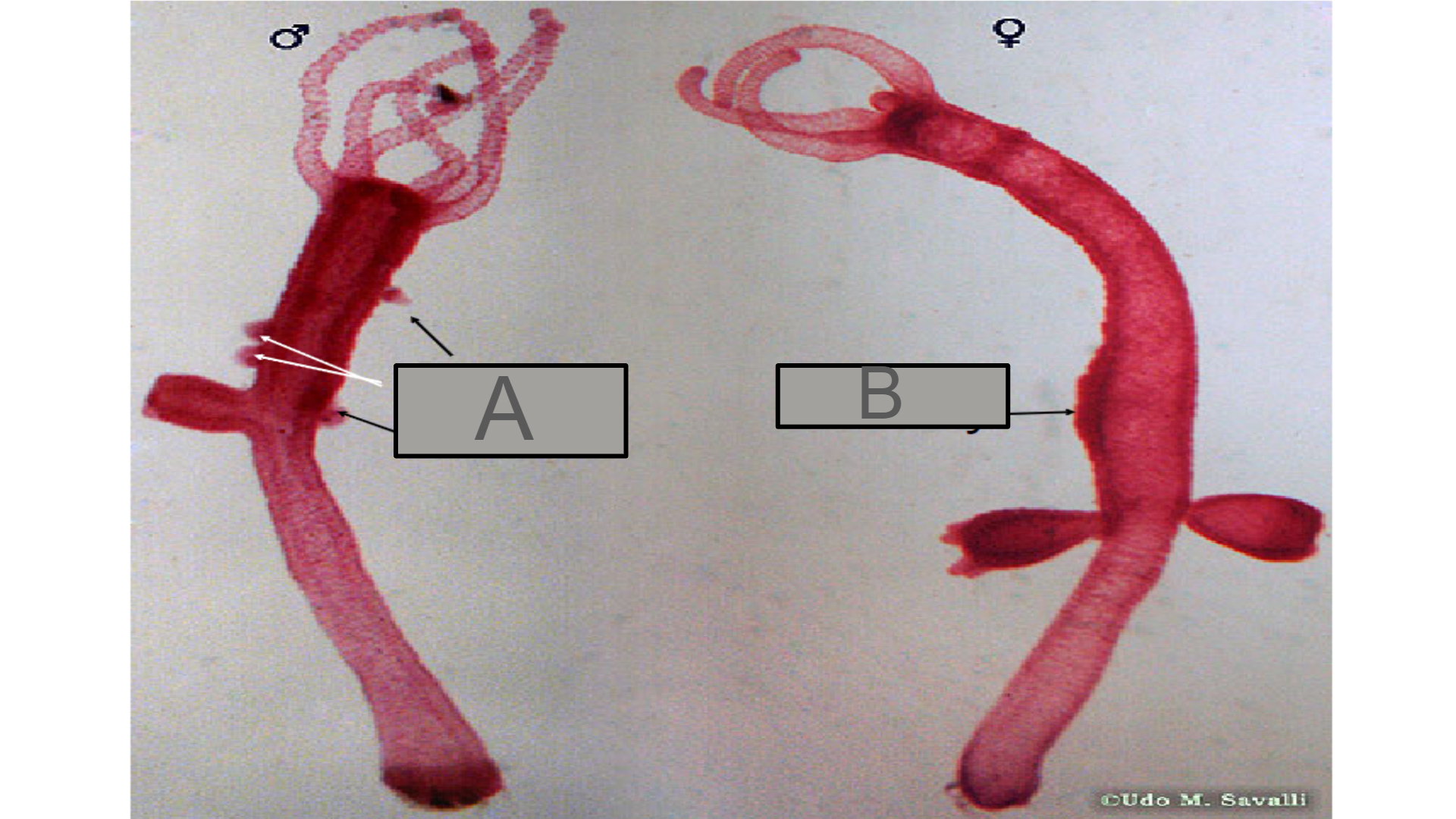 <p>Is this sexual or asexual reproduction?</p>